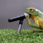 froggies and goblins