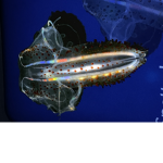 Who likes fnf if u do join