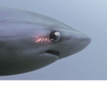 Blushiing Sharkz