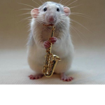 musty's and rats