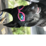 dfgdg