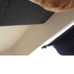 Lenny fan page