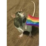 sneaky rats