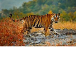 Wildlife Warriors