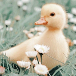 Duck1yt