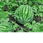 Watermelon groupy