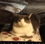 Cat_cult fanclub