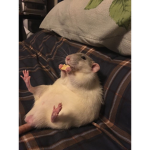 The Almighty Sewer Rats