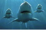 Sharky squad: )