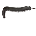 Millipede
