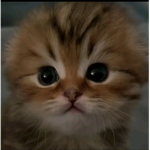 Kittensgroup<3