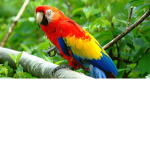 Official Parrot army!