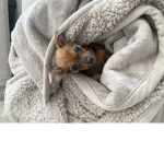 Cuteee pup