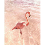 Bestie flamingos