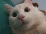 somethingsStudios