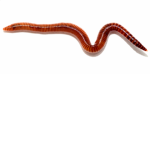 The Worm Crime Family