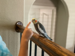 GoofyGoobertins