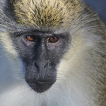 I heart monkeys