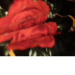 #roseforlife