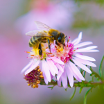 obees