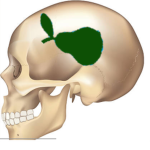 PearBrain Studios