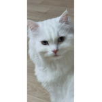 elbba0000