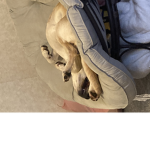 El cool dogs