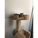 Cats all over the world