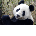 Panda Club (THE IMPOSSIBLY AMAZING CLUB)