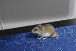 DA FASTEST BOI