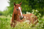 FUN Equestrian