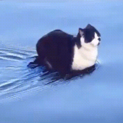 cat Roblox decal