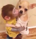 Little Cute‘s
