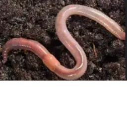 Worm Land 13+