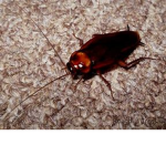 da Roach Gang