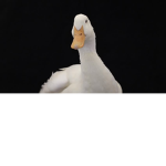 Goose Police