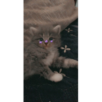 Fluffy and cute cat