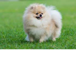 Ambers Hedgehog