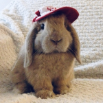 ~||•Buttercup Bunnies•||~