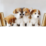 Cute little puppy's