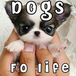 Dogs fo life