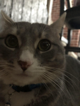 Le Kitty Katchers