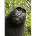 Monkey gang x