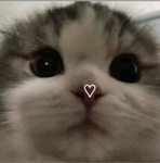 Lovely’s new album