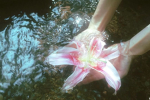XXsunflowersXX