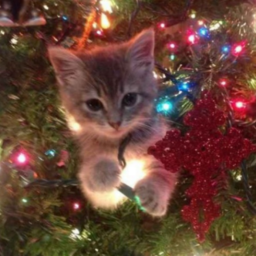 🎄Christmas Obby🎄