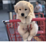 Sadie/dogs
