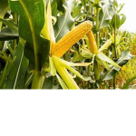 THE CLAN OF CORN