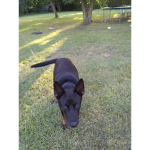 dogfangroup1998200820102012