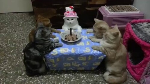 CAT PARTY 2022